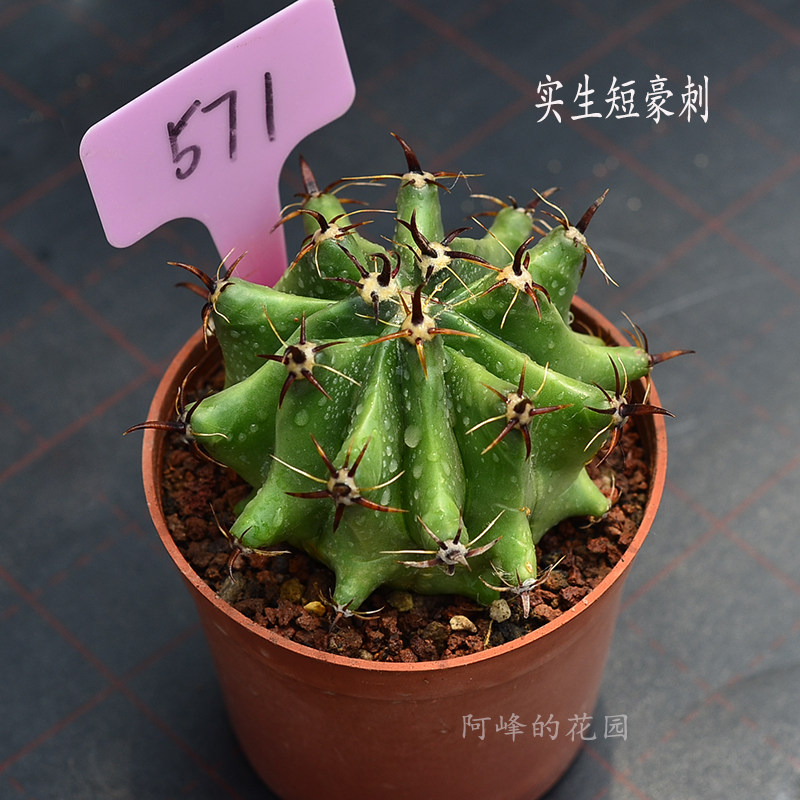 实生高端短豪刺巨鹫玉仙人球美狂强刺办公桌面防辐射绿植盆栽阳台