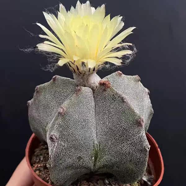 实生无刺仙人球开花大五角白沙银沙鸾凤玉防辐射美观趣味阳台室内