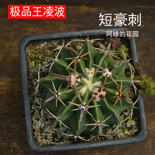 精品短豪刺王凌波宽趴刺不扎手仙人球办公桌面绿植美观好养活盆栽