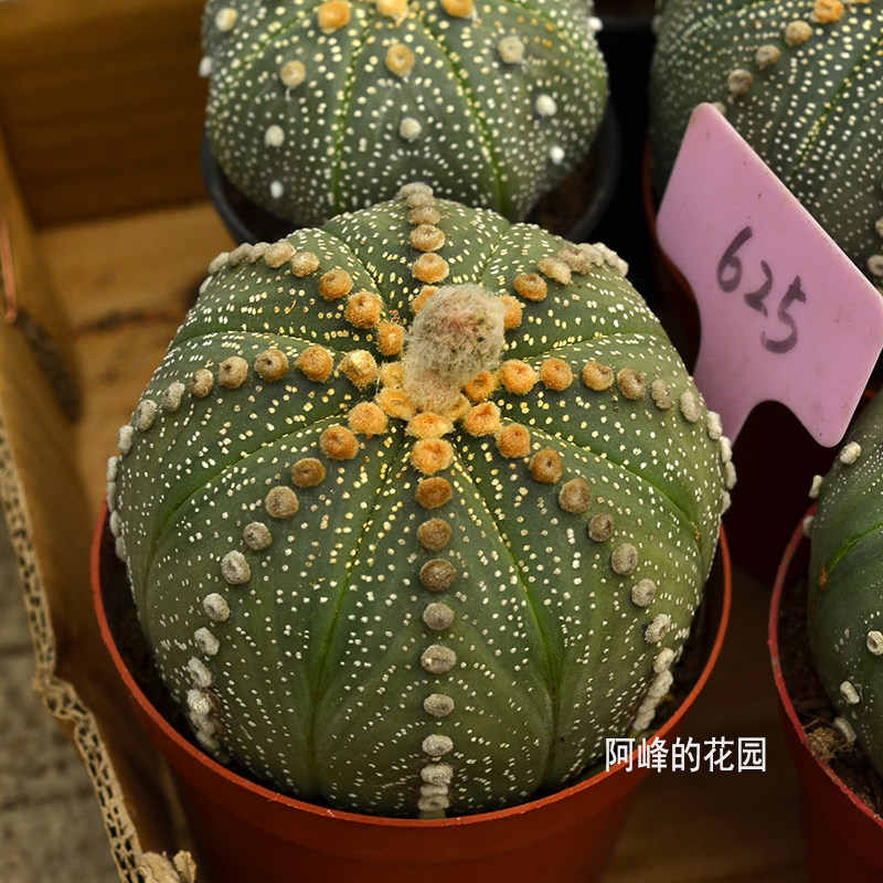 稀有日系浓白超兜奇迹兜海星兜仙人球西瓜兜星球易开花防辐射盆栽