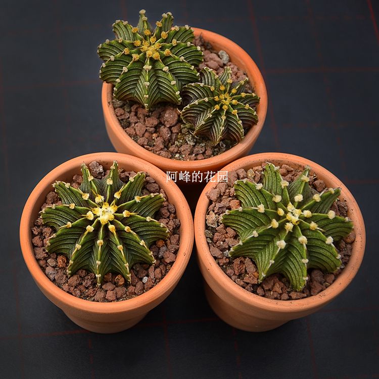 纯实生肋骨牡丹仙人球美纹条纹漂亮好养活桌面办公室内绿植防辐射