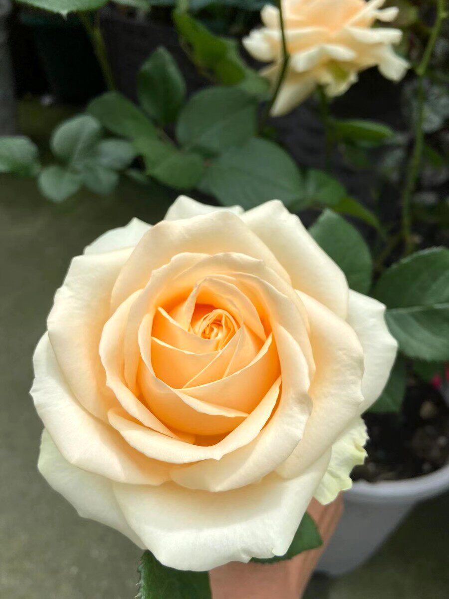 蜜桃雪山 桃红粉红雪山直立月季切花玫瑰灌木阳台庭院花卉植物盆