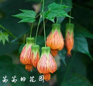 木本灯笼花倒挂金钟灯笼花盆栽风铃扶桑花纹瓣悬铃花金铃花盆栽苗