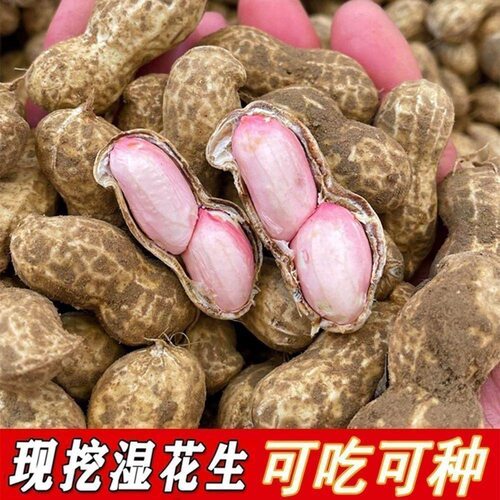 2026现挖现发新鲜花生带壳湿花生农家自种新鲜泥巴湿花生