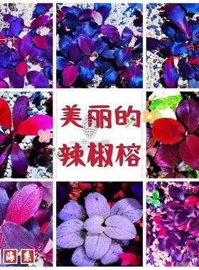 水草鱼缸植物发色定值水草椒迷你辣椒榕缸造景白榕底沙水培植物鱼