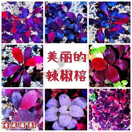 水草鱼缸植物发色定值水草椒迷你辣椒榕缸造景白榕底沙水培植物鱼
