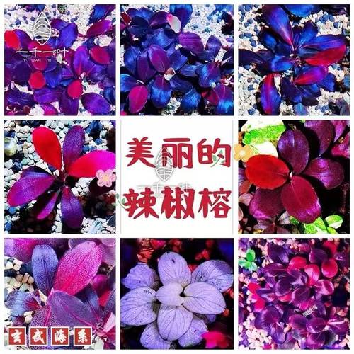 辣椒水草鱼缸植物水榕懒人草白榕