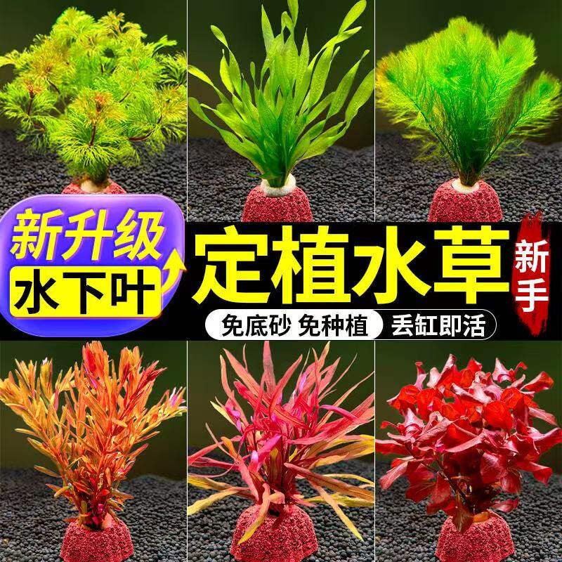 火山石造景新手易活增氧净化水质