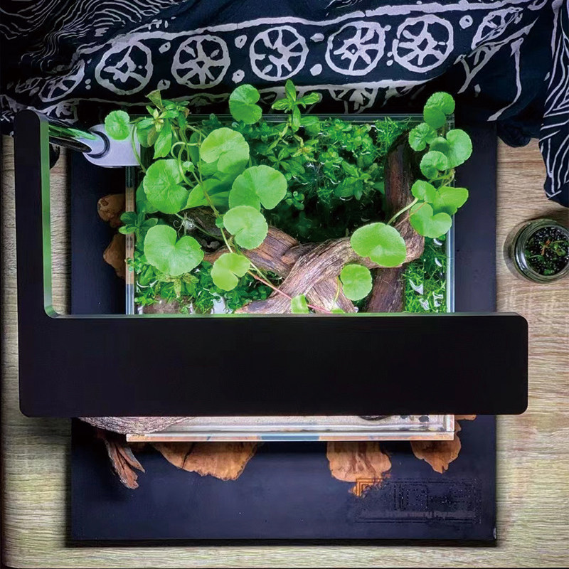 香香草ada造景常用水草翠绿无需二氧化碳水下叶后景水陆缸水上叶