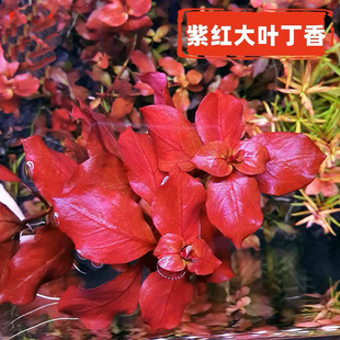 紫红玫瑰紫红丁香大叶红色玫瑰丁香生命之树水草水下叶鱼缸植物