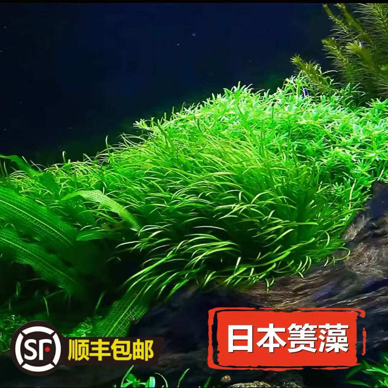 鱼缸植物水下叶日本箦藻小箦藻水草鱼缸专用活体懒人水草鱼虾躲避,宠物/宠物食品及用品,水草,淘宝优惠券,粉丝福利购,淘宝优惠卷