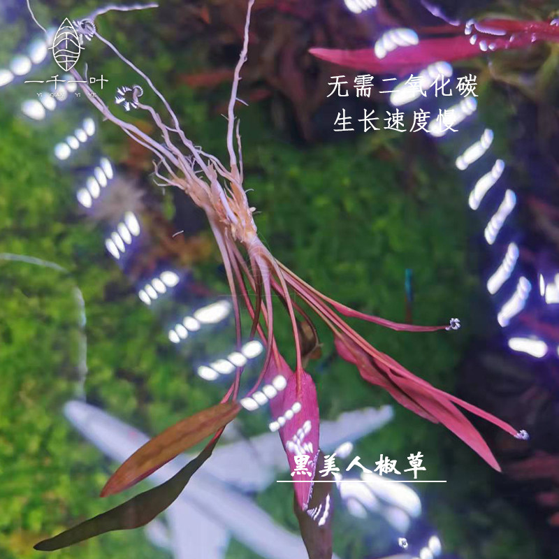 椒草阴性水草水下草房自养前景草