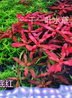 新叶底红ADA火焰丁香红色中后景水下叶淡水荷兰景鱼缸草缸造景