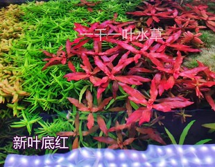 新叶底红ADA火焰丁香红色中后景水下叶淡水荷兰景鱼缸草缸造景