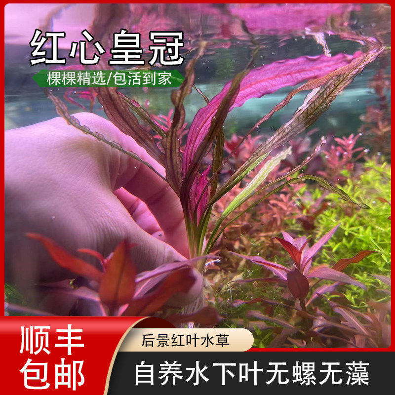 红心皇冠鱼缸水草后景植物红叶