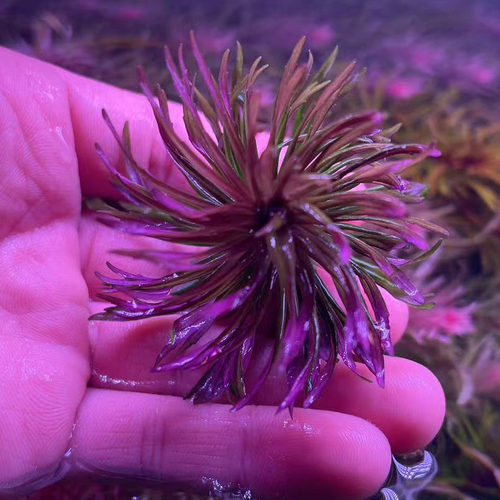 烟花太阳阳性水草中后景水下叶