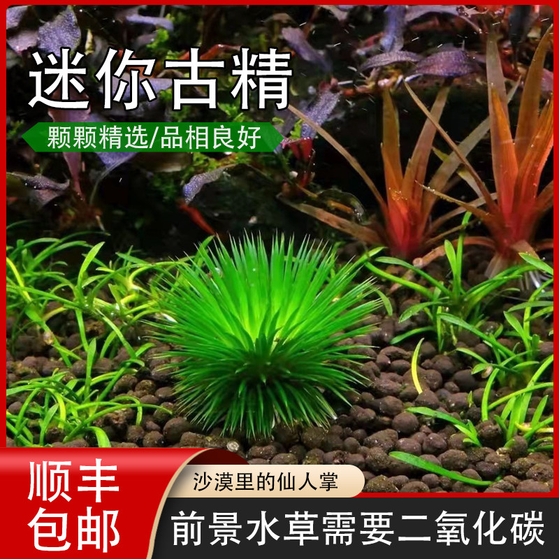 古精稀有前景生长慢迷你活体水草