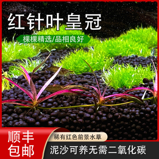 红针叶皇冠紫红针叶柳稀有前景水草植物鱼缸水草淡水需水草泥养殖