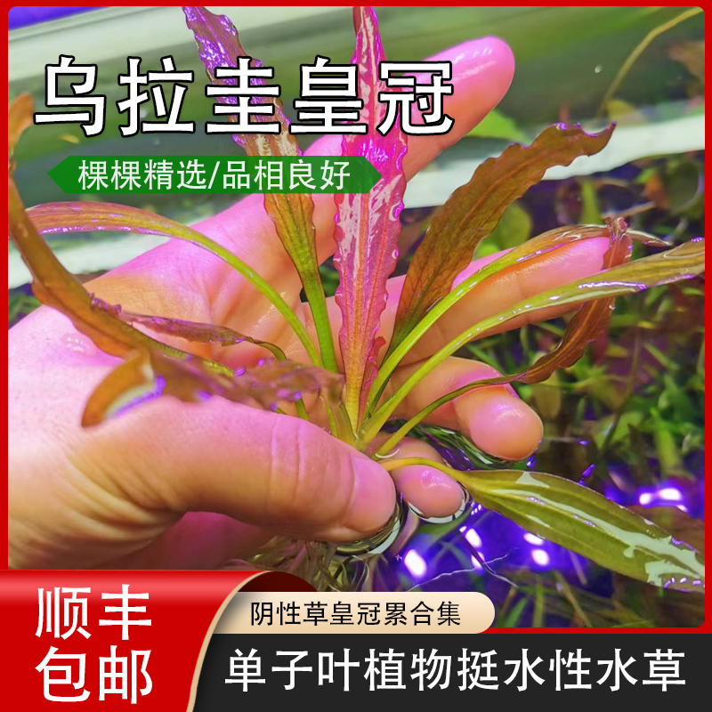 豹纹皇冠乌拉圭紫爵水草无需碳