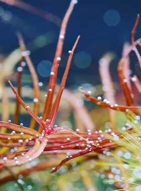 小红梅大红梅中后造景水草自养水下叶红色淡水打头活体鱼缸水草