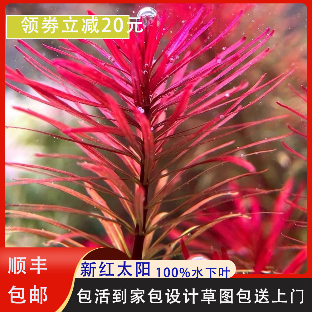 红太阳水草新版红太阳自来水养殖鱼缸植物水下植物绿菊活体真水草