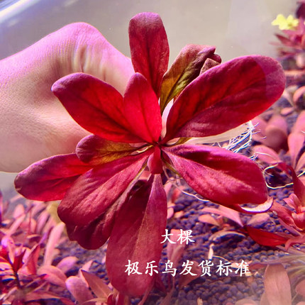 极乐鸟水草鱼缸水下叶荷兰红宝石养鱼水草净化水质的水草九冠水草