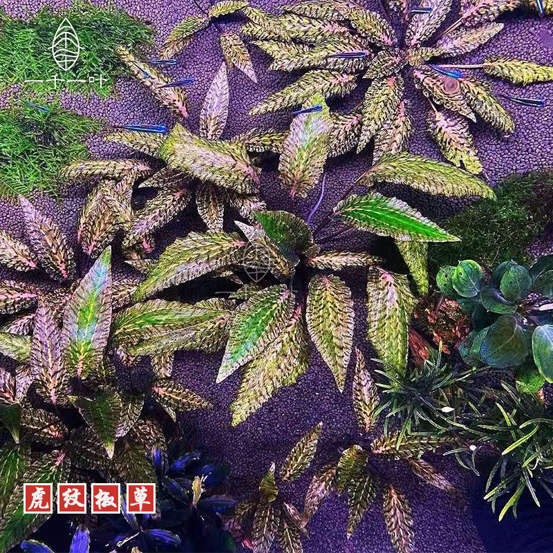 虎纹椒草稀有水下叶挺水植物易活