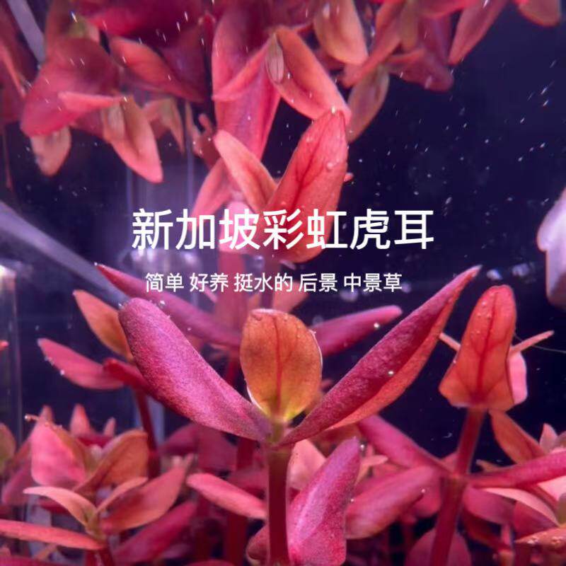新加坡彩虹虎耳水草粉虎耳紫虎耳后景水草阳性草鱼缸水培植物好活