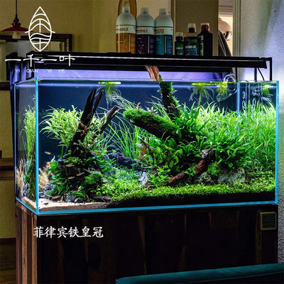 大叶水草菲律宾铁阴性咖啡榕