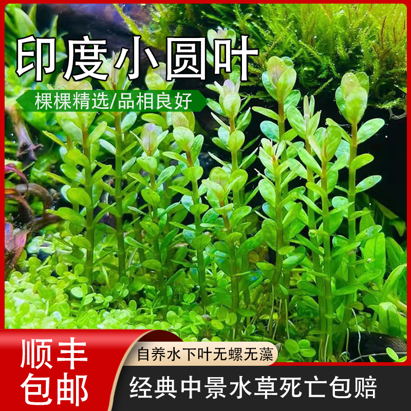 印度水下葉草缸造景素材密植