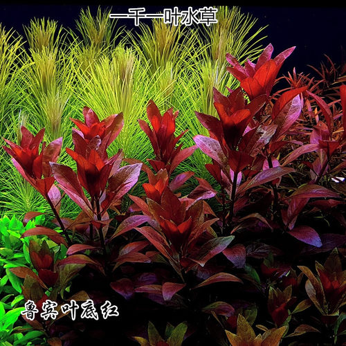 鲁宾叶底红淡水鱼草缸活体造景