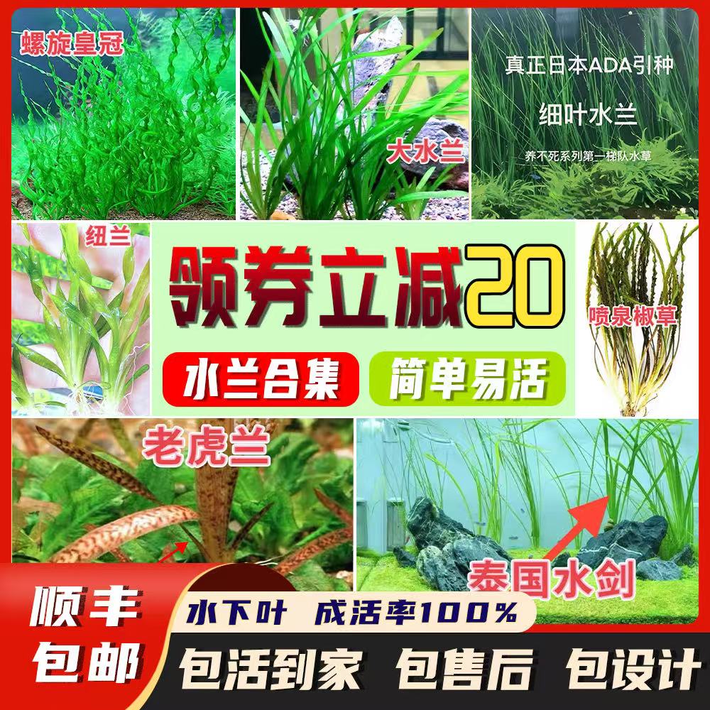 鱼缸植物后景水草丝带水兰溪流缸