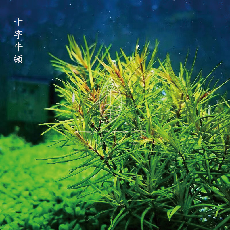 十字牛顿水草水下叶草缸鱼缸造景中后景草房自养淡水荷兰景常用草