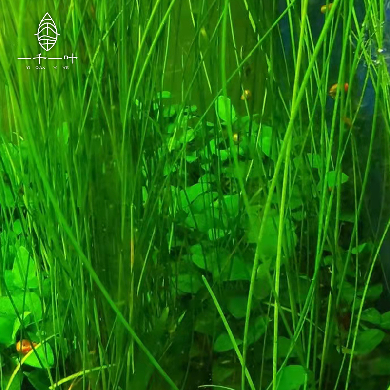 墨西哥大沙草叢綠色挺水植物后景