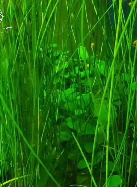 墨西哥大沙草丛生绿色挺水植物水上草水下叶淡水草缸鱼缸造景后景