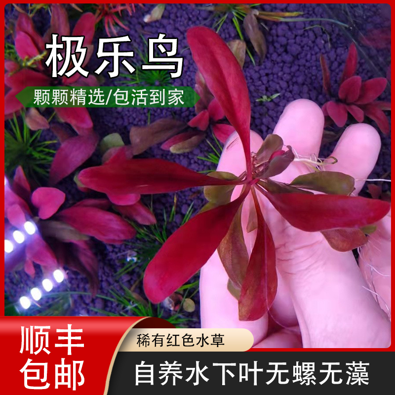 無需二氧化碳稀有品種紅色前中景