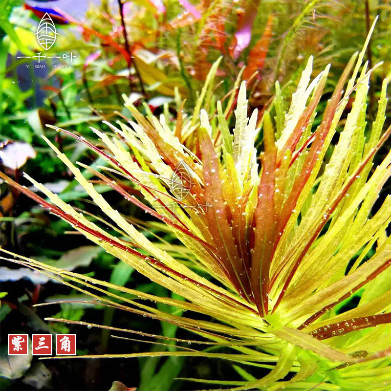 入门有茎水草紫三角紫百叶草缸鱼缸中后造景水下叶淡水ada水族紫