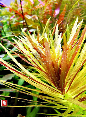入门有茎水草紫三角紫百叶草缸鱼缸中后造景水下叶淡水ADA水族紫