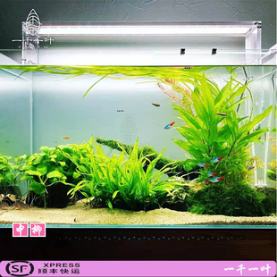 青柳中柳翠柳水草鱼缸草缸造景入门有茎类出水植物无需二氧化碳