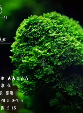 珊瑚莫斯翠绿色捆绑沉木杜鹃根粘石头淡水散装莫丝鱼缸水族箱造景