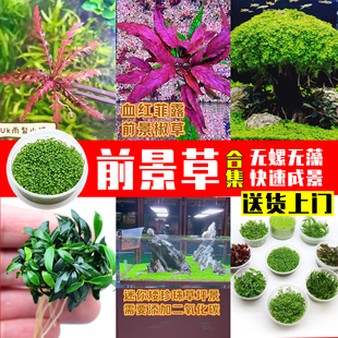 鱼缸前景水草迷你牛毛草坪无菌杯水草水族造景活体水草日本矮珍珠