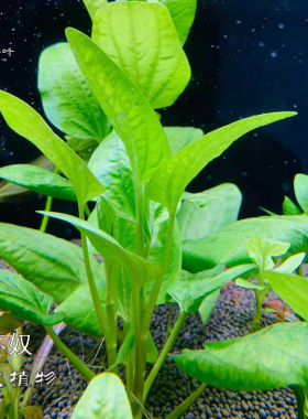 ADA苏奴水草大叶绿色挺水有茎稀有品无需二氧化碳水下叶无需转水