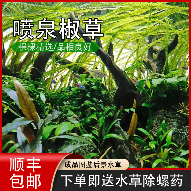 噴泉椒草純水水下葉無需二氧化碳