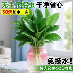 居家水培大叶金钻绿植绿公主盆栽带花苞室内纯水养植物办公室室内