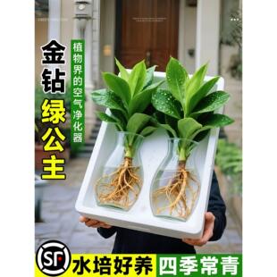 居家水培大叶金钻绿植绿公主盆栽带花苞室内纯水养植物办公室室内