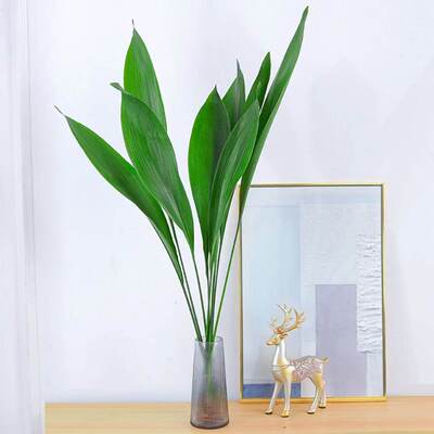 正品植物一空气网红室内净