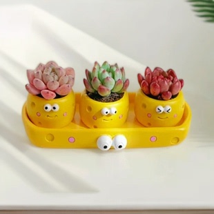 多肉植物盆栽拇指花盆办公室内可爱迷你绿植狼好养活植物桌面摆件