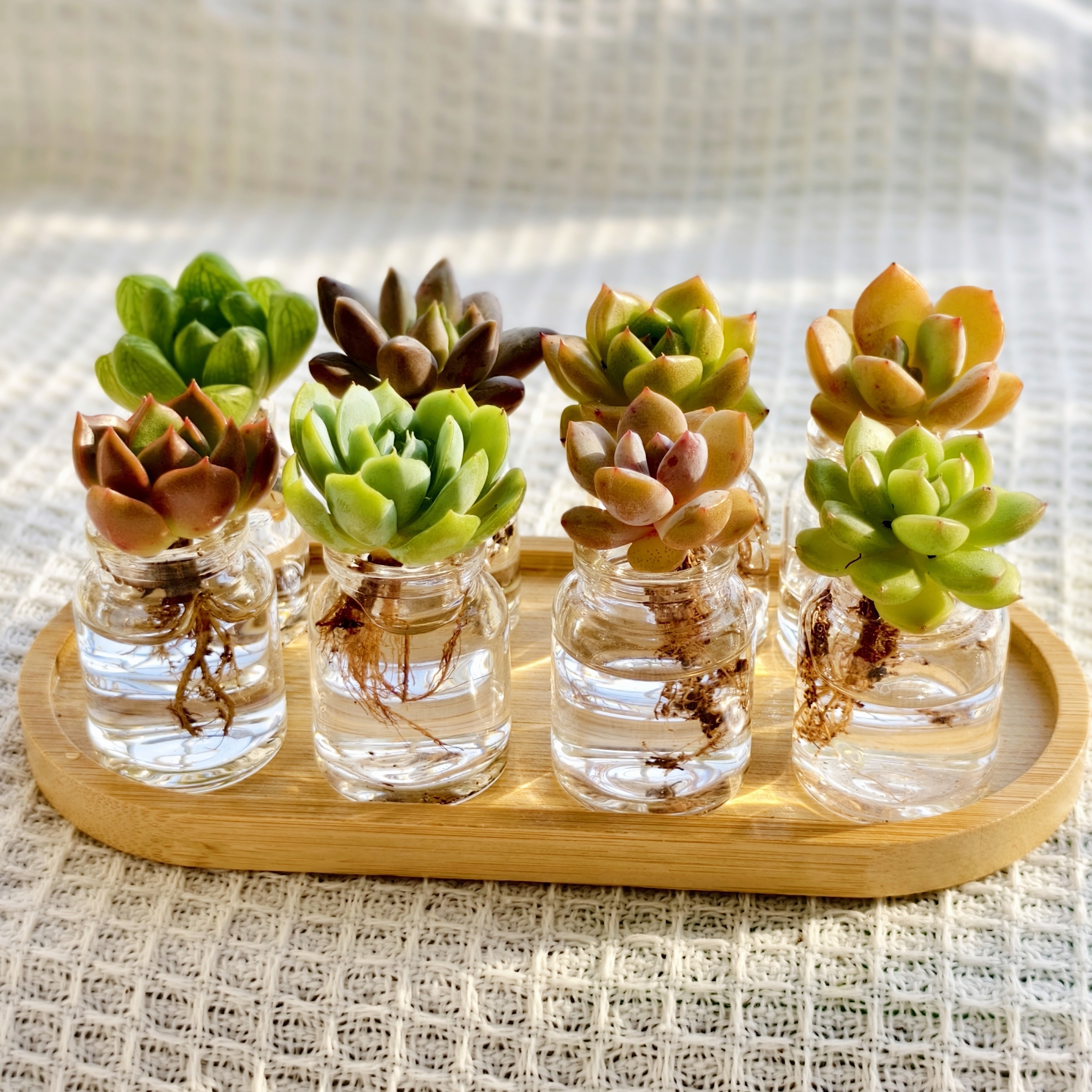 超萌水培多肉植物组合盆栽