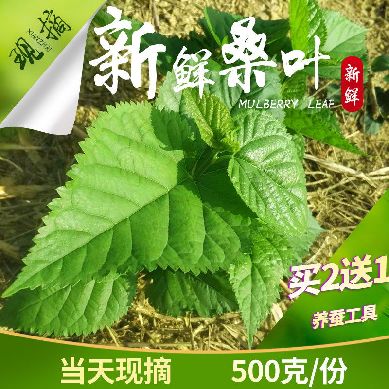 新鲜桑叶蚕宝宝食用养蚕桑叶现摘新鲜桑叶蚕宝宝饲料500g包邮 宠物/宠物食品及用品 蚕宝宝 原图主图