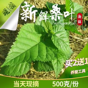 新鲜桑叶蚕宝宝食用养蚕桑叶现摘新鲜桑叶蚕宝宝饲料500g 包邮